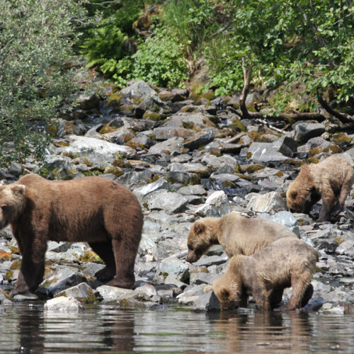 bears drinking water in the river